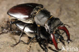 Vliegend hert (Lucanus cervus)