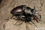 Vliegend hert (Lucanus cervus)