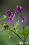 Voorjaarslathyrus (Lathyrus vernus)