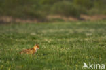 Vos (Vulpes vulpes)