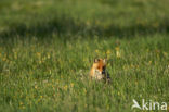 Vos (Vulpes vulpes)