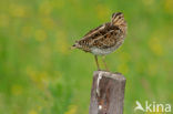 Watersnip (Gallinago gallinago) 