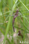 Weidebeekjuffer (Calopteryx splendens)