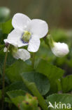 Wit viooltje (Viola alba)