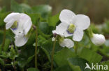 Wit viooltje (Viola alba)