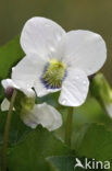 Wit viooltje (Viola alba)