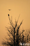 Zeearend (Haliaeetus albicilla)