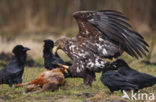 Zeearend (Haliaeetus albicilla)