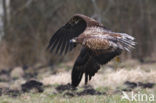 Zeearend (Haliaeetus albicilla)