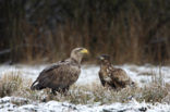 Zeearend (Haliaeetus albicilla)