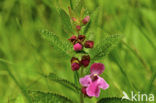 Bastaardmelisse (Melittis melissophyllum)