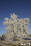 Berk (Betula)