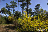 Brem (Cytisus scoparius)