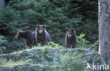 Bruine beer (Ursus arctos)