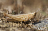 Gele prairiesprinkhaan (Euchorthippus pulvinatus)