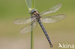 Glassnijder (Brachytron pratense) 