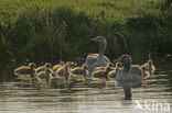 Grauwe Gans (Anser anser)