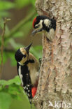 Grote Bonte Specht (Dendrocopos major)