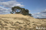 Grove den (Pinus sylvestris)