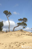 Grove den (Pinus sylvestris)