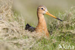 Grutto (Limosa limosa) 