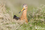 Grutto (Limosa limosa) 