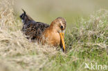 Grutto (Limosa limosa) 