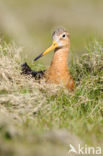 Grutto (Limosa limosa) 