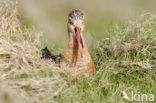 Grutto (Limosa limosa) 