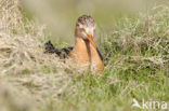 Grutto (Limosa limosa) 