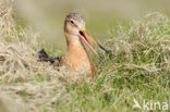 Grutto (Limosa limosa) 