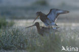 Grutto (Limosa limosa) 