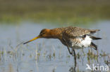 Grutto (Limosa limosa) 