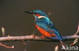 IJsvogel (Alcedo atthis)