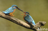 IJsvogel (Alcedo atthis)