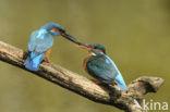 IJsvogel (Alcedo atthis)