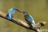 IJsvogel (Alcedo atthis)