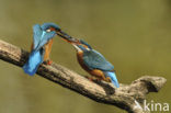 IJsvogel (Alcedo atthis)