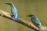 IJsvogel (Alcedo atthis)