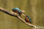 IJsvogel (Alcedo atthis)