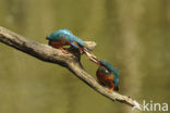 IJsvogel (Alcedo atthis)