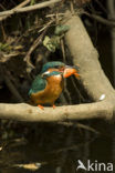 IJsvogel (Alcedo atthis)