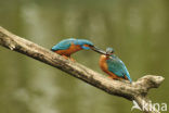 IJsvogel (Alcedo atthis)