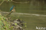 IJsvogel (Alcedo atthis)