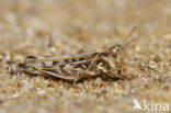 Jago’s Grasshopper (Dociostaurus jagoi)