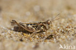 Jago’s Grasshopper (Dociostaurus jagoi)