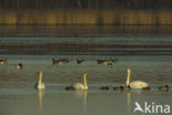 Knobbelzwaan (Cygnus olor)