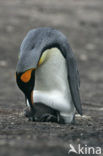 Koningspinguin (Aptenodytes patagonicus)