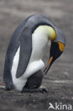 Koningspinguin (Aptenodytes patagonicus)