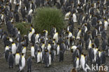 Koningspinguin (Aptenodytes patagonicus)